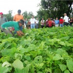 Agricultores de Organizações de Controle Social participam de intercâmbio em Ribeirópolis   - Fotos: Ascom/Emdagro