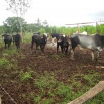 Agricultores de Organizações de Controle Social participam de intercâmbio em Ribeirópolis   - Fotos: Ascom/Emdagro