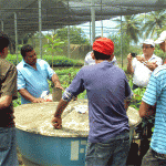 Governo do Estado promove curso de enxertia para agricultores de Umbaúba   - Fotos: Ascom/Emdagro