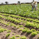 Irrigação pública de Sergipe é notícia nacional - Fotos : Felipe Coringa