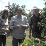 Doença na citricultura baiana deixa Sergipe em alerta máximo  - Fotos: Ascom/Emdagro