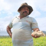 Agricultores assistidos pela Cohidro comemoram boa safra de batata doce - O agricultor Antonio Almeida