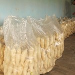 Agricultores assistidos pela Cohidro comemoram boa safra de batata doce - O agricultor Antonio Almeida