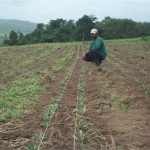 Agricultores familiares vão receber mudas de abacaxi e banana  - Fotos: Ascom/Emdagro