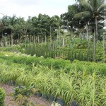 Irrigação pública transforma agricultores familiares em empresários‏ - O produtor Marcos José de Carvalho