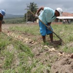 Agricultores assistidos pela Cohidro comemoram boa safra de batata doce - O agricultor Antonio Almeida