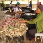 Agricultores assistidos pela Cohidro comemoram boa safra de batata doce - O agricultor Antonio Almeida