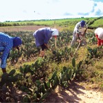 Emdagro vence chamada pública e vai beneficiar 3.200 famílias em extrema pobreza - Foto: Ascom/Emdagro