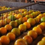 Balança Comercial de SE aponta bom desempenho nas exportações e importações - Foto: Edinah Mary/Inclusão