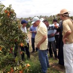 pera e caqui em Sergipe - O agricultor João Pacheco / Fotos: Felipe Coringa