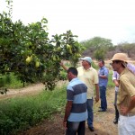 Cohidro propicia cultivo de maçã