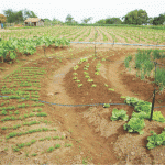 Técnicos e agricultores da Paraíba participam de intercâmbio sobre agricultura orgânica -