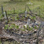 Ponto de Cultura difunde práticas sustentáveis em São Cristóvão  - Foto: Ascom/Secult