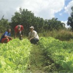 Governo incentiva o cultivo de hortaliças domésticas em Lagarto - Fotos: Ascom/Emdagro