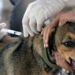 Cães e gatos devem ser vacinados contra a raiva a partir desta segunda