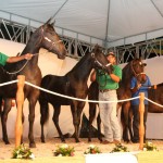 Leilão de cavalos reúne pecuaristas - Fotos: Ascom/Seagri