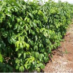 Agricultores de Canindé retomam cultivo de maracujá - O engenheiro agrônomo Remi Bastos