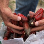 Produção de pimenta em Lagarto cresce com o ingresso de novas variedades - A gerente do Perímetro Piauí