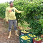 Agricultores de Canindé retomam cultivo de maracujá - O engenheiro agrônomo Remi Bastos