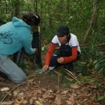 Pesquisadores encontram um dos menores lagartos do Brasil no RVS Mata do Junco -