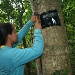 Pesquisadores encontram um dos menores lagartos do Brasil no RVS Mata do Junco -