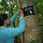 Pesquisadores encontram um dos menores lagartos do Brasil no RVS Mata do Junco -