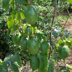 Agricultores de Canindé retomam cultivo de maracujá - O engenheiro agrônomo Remi Bastos