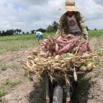 Perímetros irrigados da Cohidro batem recorde de produção - Fotos: Ascom/Cohidro
