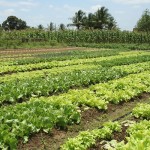 Perímetros irrigados da Cohidro batem recorde de produção - Fotos: Ascom/Cohidro