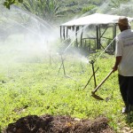 Perímetros irrigados da Cohidro batem recorde de produção - Fotos: Ascom/Cohidro