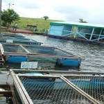 Cohidro agrega à piscicultura o uso da energia solar - Fotos: Ascom/Cohidro