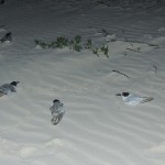 Espécie em extinção é encontrada na Ilha da Sogra por pesquisadores   - Fotos: Ascom/Semarh