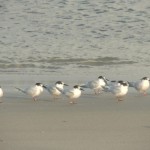 Espécie em extinção é encontrada na Ilha da Sogra por pesquisadores   - Fotos: Ascom/Semarh