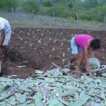 Governo ajuda agricultores a ampliar plantio de palma forrageira -