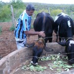 Governo ajuda agricultores a ampliar plantio de palma forrageira -