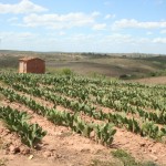 Governo ajuda agricultores a ampliar plantio de palma forrageira -