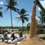 Sergipe bate recorde nacional de produtividade de arroz - Fotos: Luiz Carlos Lopes Moreira/Seagri