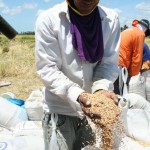 Sergipe bate recorde nacional de produtividade de arroz - Fotos: Luiz Carlos Lopes Moreira/Seagri
