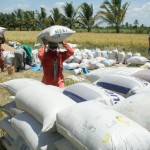 Sergipe bate recorde nacional de produtividade de arroz - Fotos: Luiz Carlos Lopes Moreira/Seagri