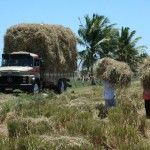 Sergipe bate recorde nacional de produtividade de arroz - Fotos: Luiz Carlos Lopes Moreira/Seagri