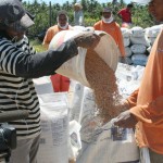 Sergipe bate recorde nacional de produtividade de arroz - Fotos: Luiz Carlos Lopes Moreira/Seagri