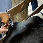 Seca obriga Emdagro a adiar vacinação contra Febre Aftosa  - Diretora Salete