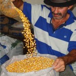 Governo distribui 500 t de sementes a 50 mil famílias de pequenos agricultores -