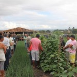 Técnicos da Cohidro testam com sucesso nova variedade de pepino em Lagarto - Fotos: Ascom/Cohidro
