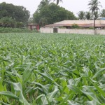 Sistema de irrigação de milho em Lagarto é destaque no Globo Rural nacional - Foto: Ascom/Cohidro