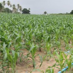 Investimentos do Governo aumentam safra de milho em Lagarto - Fotos: Ascom/Cohidro