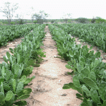 Mapa inclui  21 municípios no zoneamento agrícola da palma forrageira - Foto: Ascom/Emdagro