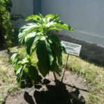 Projeto 'Plantando Verde' vai a Escola Professor Alcebíades Melo   - Fotos: Ascom/Semarh