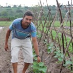 Técnicos da Cohidro testam com sucesso nova variedade de pepino em Lagarto - Fotos: Ascom/Cohidro