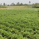 Cohidro e produtores comemoram aprovação do Proinveste - Companhia pretende destinar a compra de equipamentos para perfuração de poços